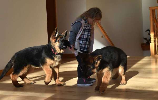 Many Of The Common Errors People Do With Buy German Shepherds